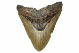 Bargain, Fossil Megalodon Tooth - North Carolina #343385-1